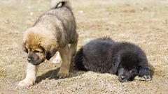 Firm goes viral after planning to establish giant Animal cloning factory