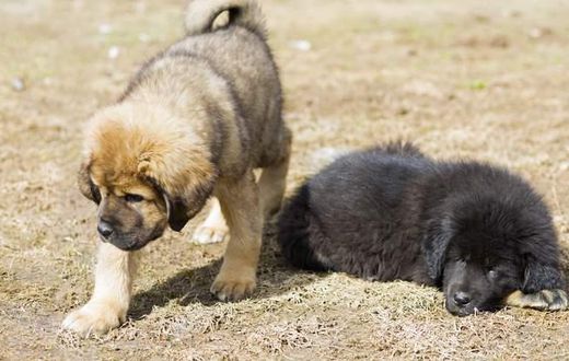 Firm goes viral after planning to establish giant Animal cloning factory