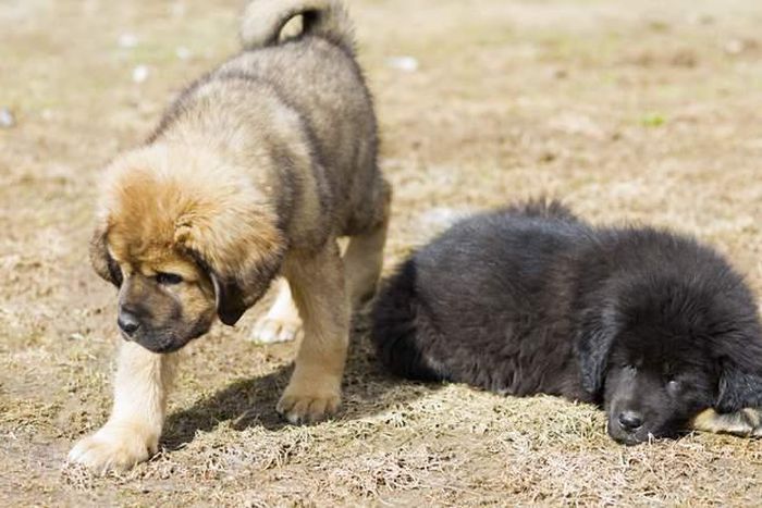 Firm goes viral after planning to establish giant Animal cloning factory