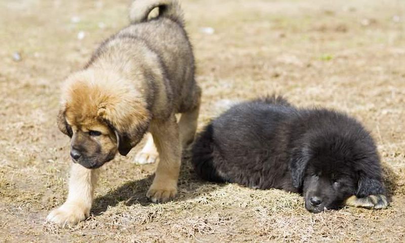 Firm goes viral after planning to establish giant Animal cloning factory