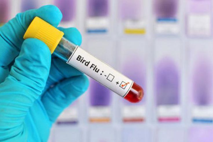 France widens bird flu restrictions to tackle outbreak in southwest