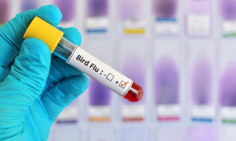 France widens bird flu restrictions to tackle outbreak in southwest