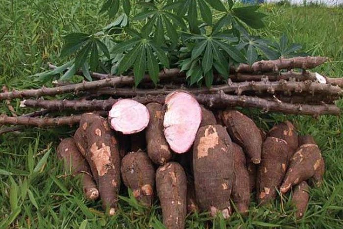 ___4470910___https:______static.pulse.com.gh___webservice___escenic___binary___4470910___2015___12___16___16___Cassava-Screen-shot-2013-07-22-at-5.37.51-PM1