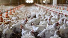 66-year old Man goes viral after dumping 7 chickens at the tax office