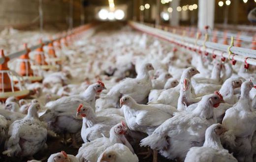 66-year old Man goes viral after dumping 7 chickens at the tax office