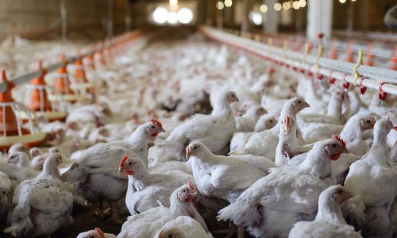66-year old Man goes viral after dumping 7 chickens at the tax office