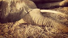 Prince Harry embracces sedated elephant in South Africa