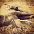 Prince Harry embracces sedated elephant in South Africa