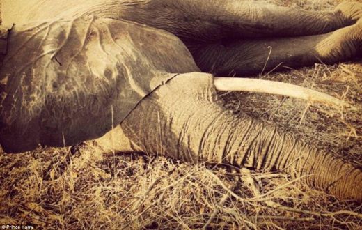 Prince Harry embracces sedated elephant in South Africa