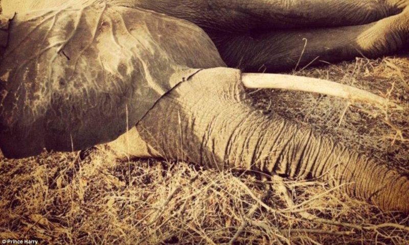 Prince Harry embracces sedated elephant in South Africa