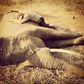 Prince Harry embracces sedated elephant in South Africa