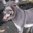 A man is in jail for 'loving' a donkey