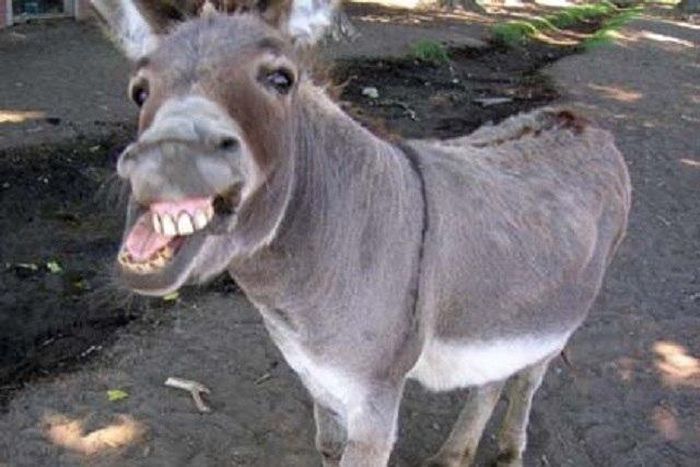 A man is in jail for 'loving' a donkey