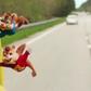 ___4310751___https:______static.pulse.com.gh___webservice___escenic___binary___4310751___2015___10___30___16___file_610802_alvin-chipmunks-4-trailer_1