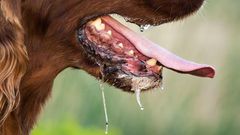 ___4457192___https:______static.pulse.com.gh___webservice___escenic___binary___4457192___2015___12___13___6___file_20462_how-is-rabies-spread