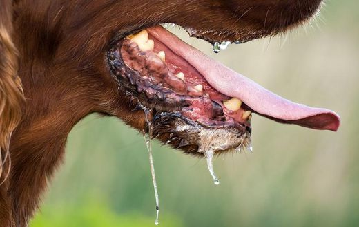 ___4457192___https:______static.pulse.com.gh___webservice___escenic___binary___4457192___2015___12___13___6___file_20462_how-is-rabies-spread