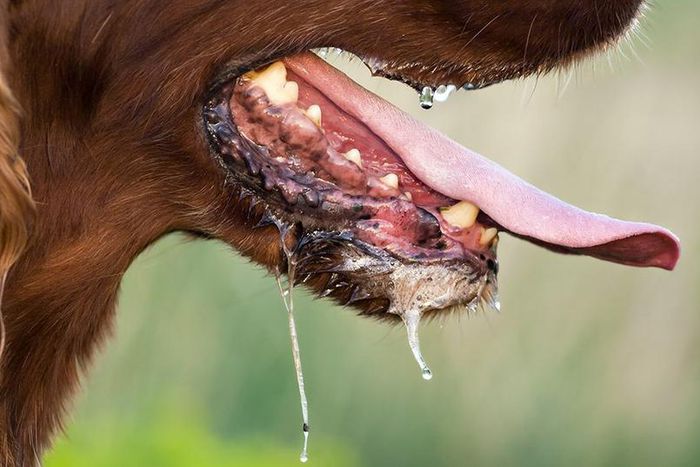 ___4457192___https:______static.pulse.com.gh___webservice___escenic___binary___4457192___2015___12___13___6___file_20462_how-is-rabies-spread