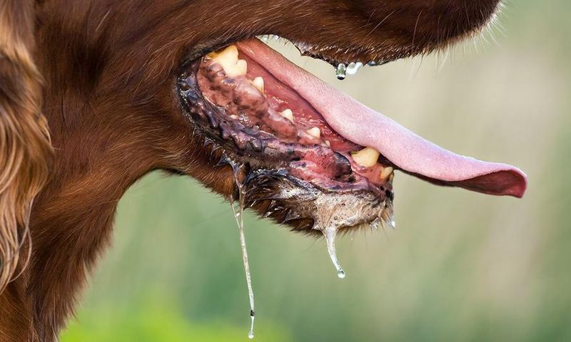 ___4457192___https:______static.pulse.com.gh___webservice___escenic___binary___4457192___2015___12___13___6___file_20462_how-is-rabies-spread