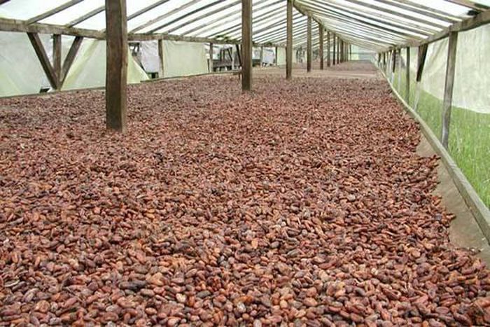 ___4328894___https:______static.pulse.com.gh___webservice___escenic___binary___4328894___2015___11___5___11___Cocoa_Beans_Sun_Dried_From_Ghana