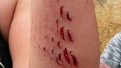 ___4503626___https:______static.pulse.com.gh___webservice___escenic___binary___4503626___2015___12___28___23___Shark-bite