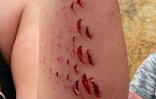 ___4503626___https:______static.pulse.com.gh___webservice___escenic___binary___4503626___2015___12___28___23___Shark-bite