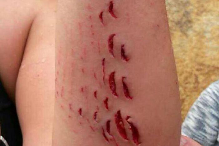 ___4503626___https:______static.pulse.com.gh___webservice___escenic___binary___4503626___2015___12___28___23___Shark-bite