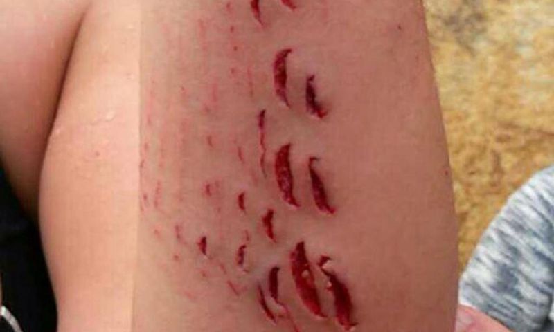 ___4503626___https:______static.pulse.com.gh___webservice___escenic___binary___4503626___2015___12___28___23___Shark-bite