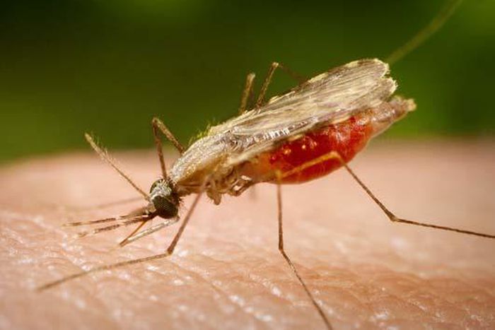 ___4371996___https:______static.pulse.com.gh___webservice___escenic___binary___4371996___2015___11___18___14___malaria