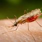___4371996___https:______static.pulse.com.gh___webservice___escenic___binary___4371996___2015___11___18___14___malaria