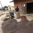 Men pour out cocoa beans to dry in Niable, at the border between Ivory Coast and Ghana in a file photo. REUTERS/Thierry Gouegnon