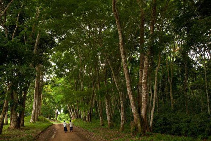 Kisantu Botanical Gardens