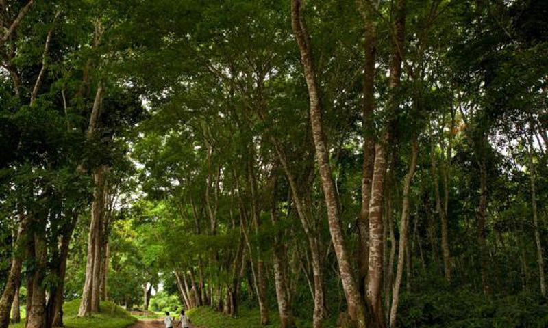 Kisantu Botanical Gardens
