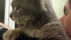 Stray Cat with 3 ears goes viral