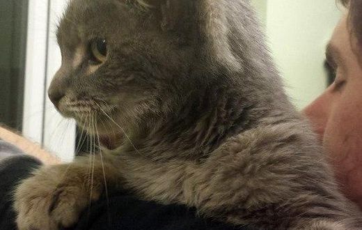 Stray Cat with 3 ears goes viral