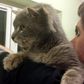 Stray Cat with 3 ears goes viral
