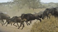 ___4317236___https:______static.pulse.com.gh___webservice___escenic___binary___4317236___2015___11___2___10___wildebeests-805391_640-640x400