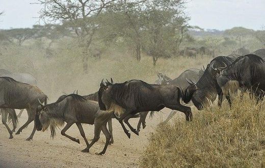 ___4317236___https:______static.pulse.com.gh___webservice___escenic___binary___4317236___2015___11___2___10___wildebeests-805391_640-640x400