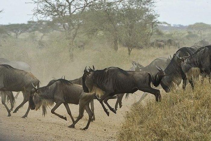 ___4317236___https:______static.pulse.com.gh___webservice___escenic___binary___4317236___2015___11___2___10___wildebeests-805391_640-640x400