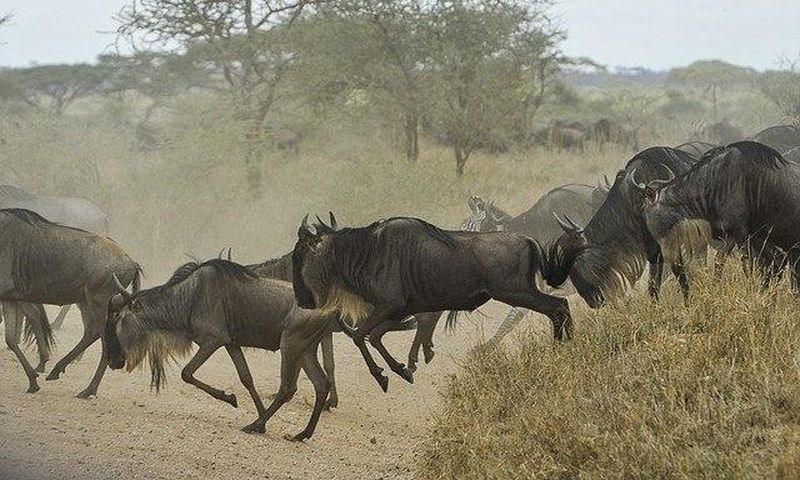 ___4317236___https:______static.pulse.com.gh___webservice___escenic___binary___4317236___2015___11___2___10___wildebeests-805391_640-640x400