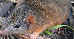 6 fascinating animals that die after giving birth to their offspring