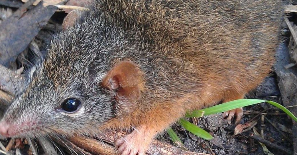 6 fascinating animals that die after giving birth to their offspring