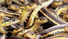 6 fascinating animals that die after giving birth to their offspring