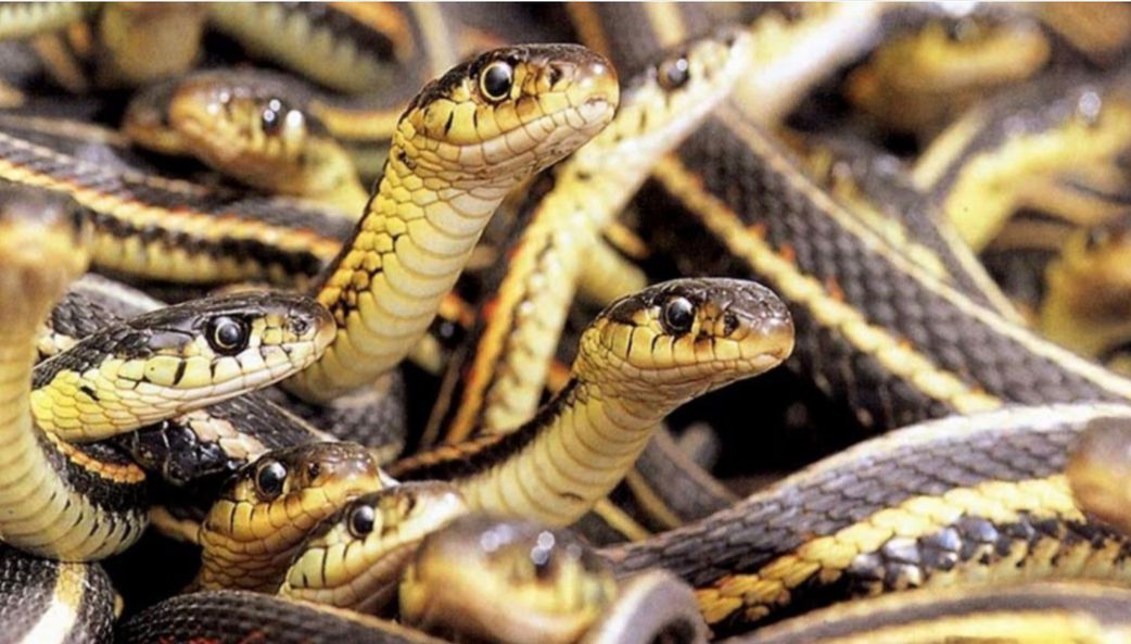 6 fascinating animals that die after giving birth to their offspring