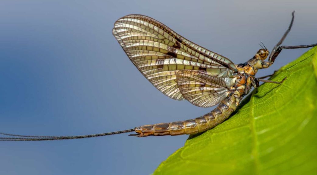6 fascinating animals that die after giving birth to their offspring