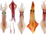 6 fascinating animals that die after giving birth to their offspring
