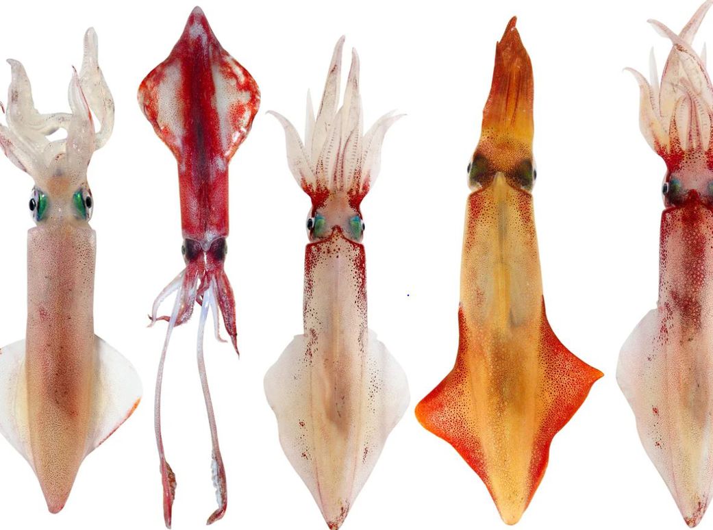 6 fascinating animals that die after giving birth to their offspring