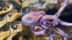 6 fascinating animals that die after giving birth to their offspring