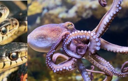6 fascinating animals that die after giving birth to their offspring