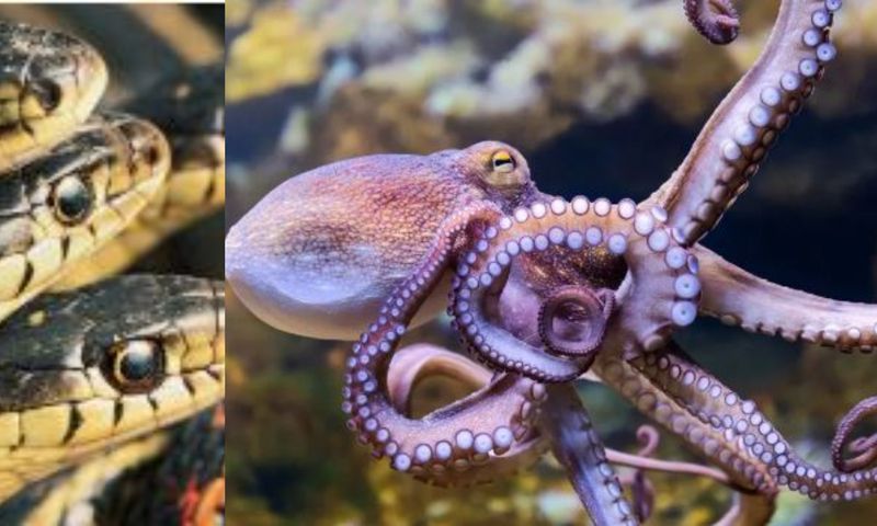 6 fascinating animals that die after giving birth to their offspring