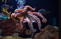 6 fascinating animals that die after giving birth to their offspring